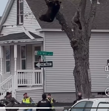Bear falls from tree to recuers, after trying to attack service worker